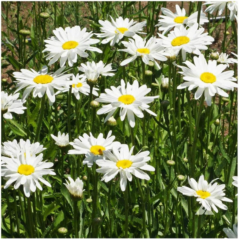 Alaska Shasta Daisy - Perennial, Full Sun Daisy Chrysanthemum - 5,800 Seeds - 30" Tall
