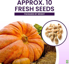 Giant Pumpkin Seeds for Planting – 10 Dill’s Atlantic Seeds