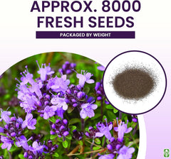 Creeping Thyme Seeds - Dense Ground Cover for Landscaping - 8,000+ Seeds