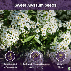 8000 Sweet Alyssum Seeds - Carpet of Snow - Great Ground Cover