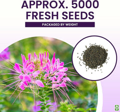 Mixed Cleome - Spider Plants - Nectar Flower - Large Paclage - 5000 Seeds