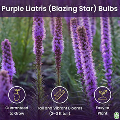 Purple Blazing Star - 5 Fresh Bulbs - Liatris Spicata Flower Bulb