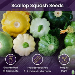 Heirloom Summer Scallop Blend Squash Seeds - Approximately 30 Seeds