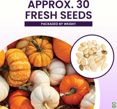 Mini Harvest Pumpkin Seeds - Approximately 30 Seeds