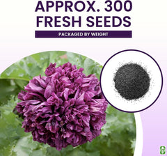 Black Beauty Poppy Seeds for Planting - 300 Fresh Flower Seeds