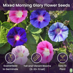 Mixed Morning Glory Seeds for Planting – Blue, Purple, White, and Rose