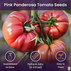 Pink Ponderosa Heirloom Tomato Seeds - Large Tomato