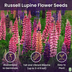 Russell Lupine Seeds Perennial - Grows 40" Tall - Perennial Wildflowers