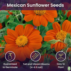 Mexican Sunflower Seeds - Attracts Bees and Butterflies