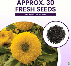 Teddy Bear Sunflower Seeds 30+ Giant, Fluffy Blooms Heirloom Flower Seeds