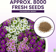 8000 Sweet Alyssum Seeds - Carpet of Snow - Great Ground Cover