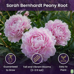 Sarah Bernhardt Double Pink Peony - Large 3-5 Eyes, Bare Root