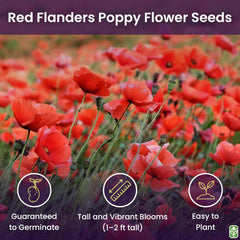 Red Flanders Poppy Seeds for Planting - 50,000+ Fresh Flower Seeds