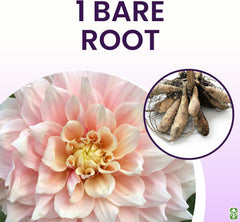 Break Out Dahlia - 5 Gallon Size Bare Root Tuber Multi-Color