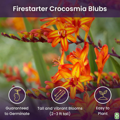 5 Firestarter Crocosmia Blubs - Grows 30-48" Tall