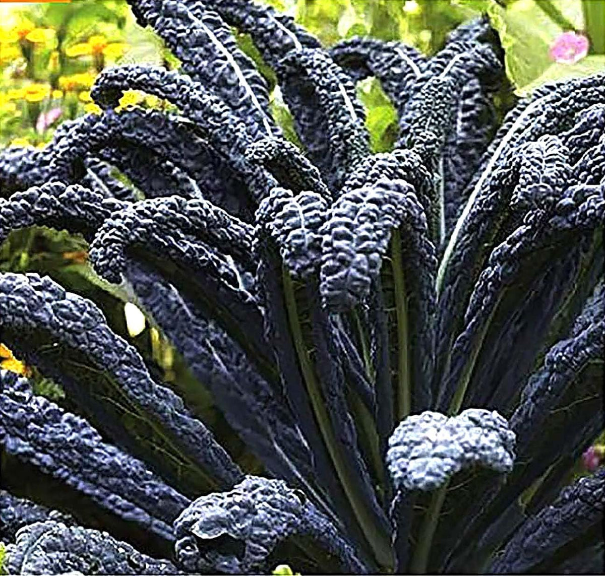 Black Magic Dinosaur Kale Seeds - 2 Feet Long Leaves - Approximately 500 Seeds