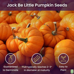 4" Jack Be Little Pumpkin Seeds - Heirloom