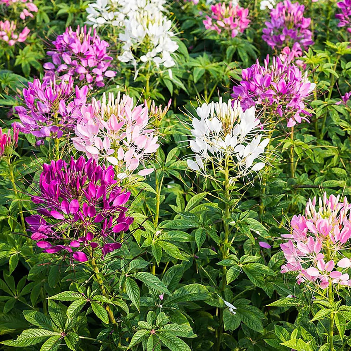 Mixed Cleome - Spider Plants - Nectar Flower - Large Paclage - 5000 Seeds