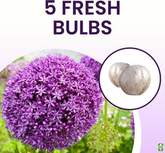 Allium Bulbs for Planting - 5 Large Bulbs - Purple Sensation Plant 30"
