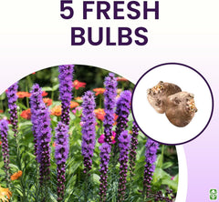 Purple Blazing Star - 5 Fresh Bulbs - Liatris Spicata Flower Bulb