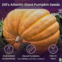 Giant Pumpkin Seeds for Planting – 10 Dill’s Atlantic Seeds