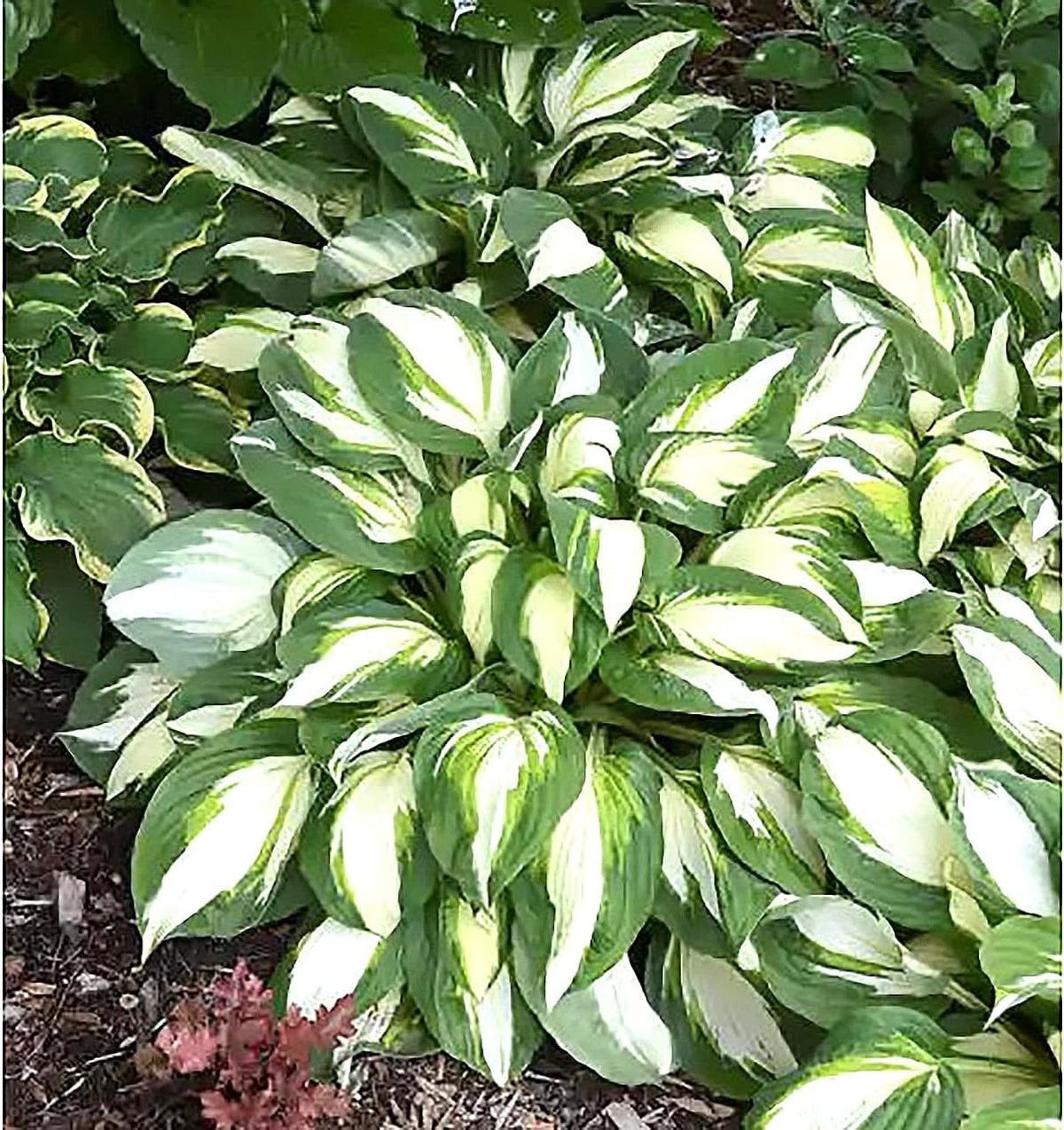 Vulcan Hosta - Shade Plant 24" Tall
