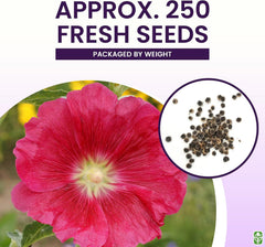 Hollyhock Single Mixed Colors - 250 Seeds - Long Blooming Period in All Zones