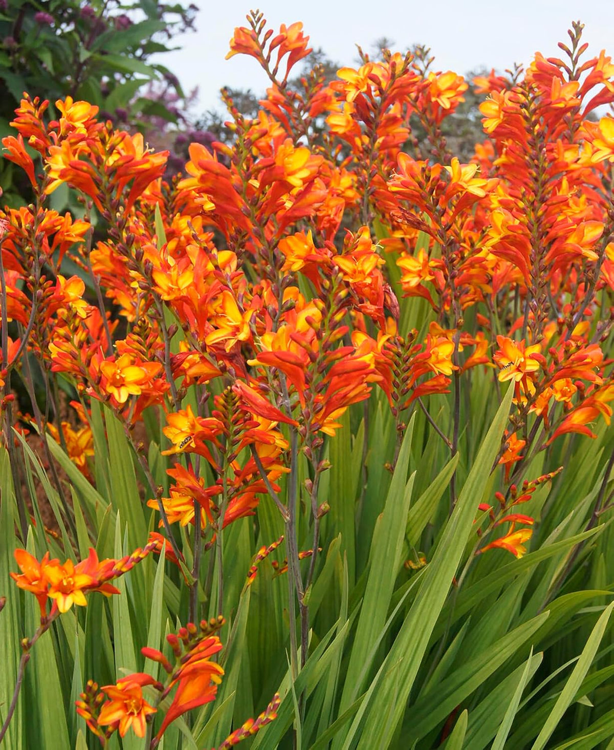 Fire Jumper Crocosmia Blubs - Grows 30-48" Tall. - 5 Bulbs