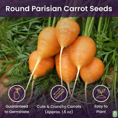 Round Baby Parisian Carrots Seeds - 900 Seeds