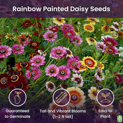 2500 Rainbow Painted Daisy Seeds - Former Wildflower