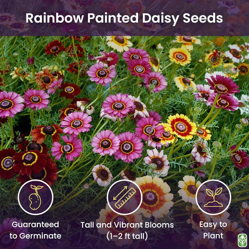 2500 Rainbow Painted Daisy Seeds - Former Wildflower