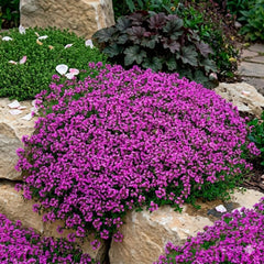 Creeping Thyme Seeds - Dense Ground Cover for Landscaping - 8,000+ Seeds