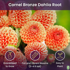 Cornel Bronze Dahlia - 5 Gallon Size Bare Root Tuber - Rich Bronze Blooms