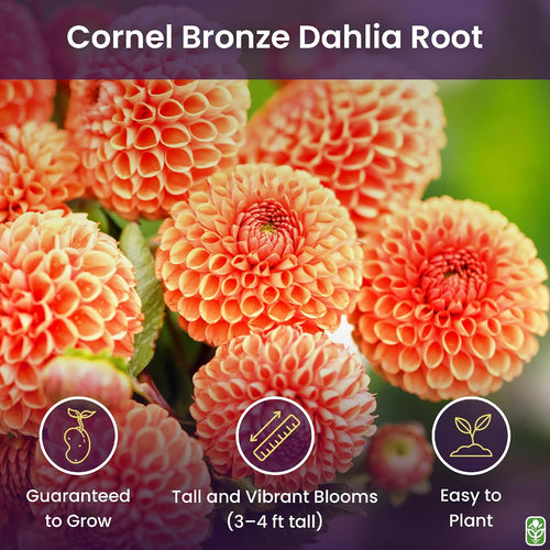 Cornel Bronze Dahlia - 5 Gallon Size Bare Root Tuber - Rich Bronze Blooms