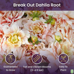 Break Out Dahlia - 5 Gallon Size Bare Root Tuber Multi-Color