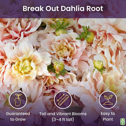 Break Out Dahlia - 5 Gallon Size Bare Root Tuber Multi-Color