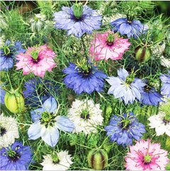 1000 Seeds - Love in a Mist Mix Nigella - Easy to Grow