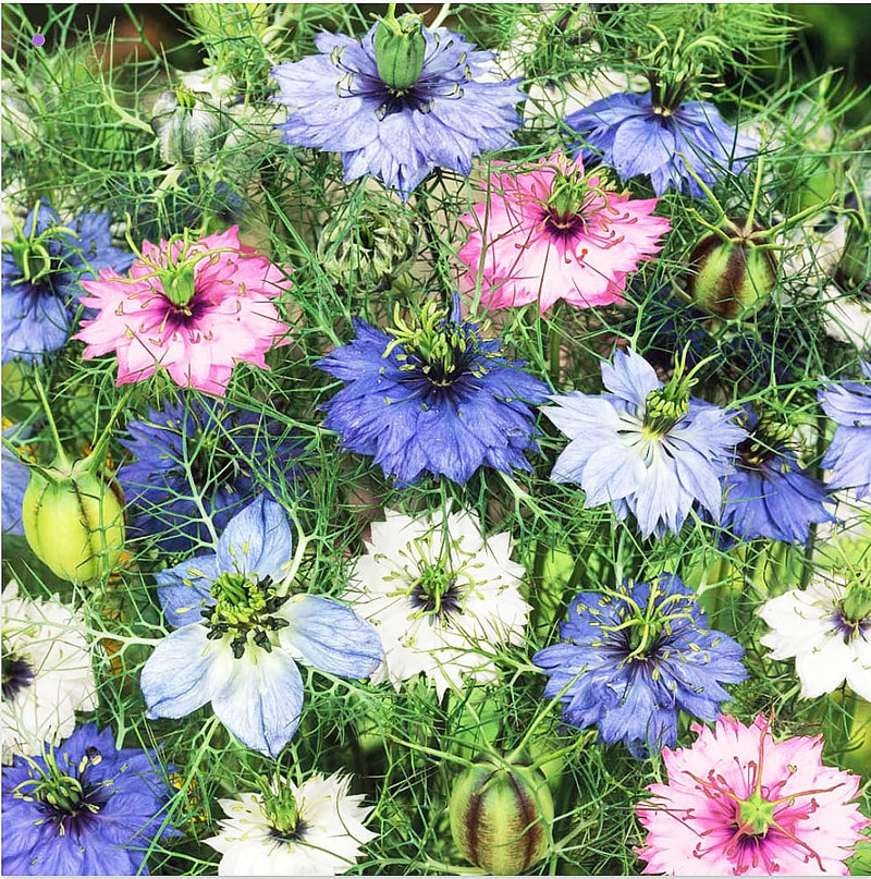 1000 Seeds - Love in a Mist Mix Nigella - Easy to Grow