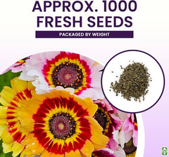 2500 Rainbow Painted Daisy Seeds - Former Wildflower