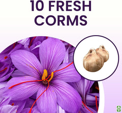 10 Saffron Sativus Crocus Corms - Large Corms