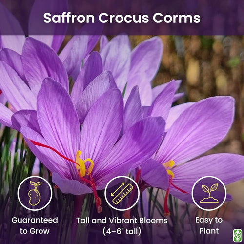 10 Saffron Sativus Crocus Corms - Large Corms