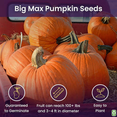 Big Max Pumpkin Seeds - 100 Pounds and Up! - 20 Seeds