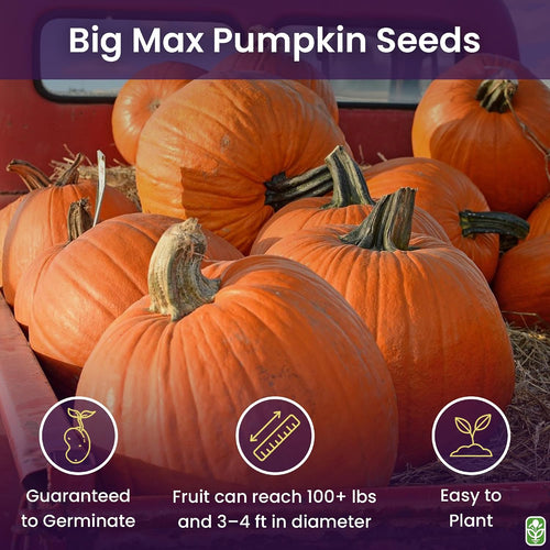 Big Max Pumpkin Seeds - 100 Pounds and Up! - 20 Seeds