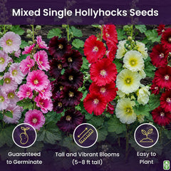 Hollyhock Single Mixed Colors - 250 Seeds - Long Blooming Period in All Zones