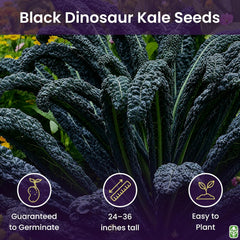Black Magic Dinosaur Kale Seeds - 2 Feet Long Leaves - Approximately 500 Seeds