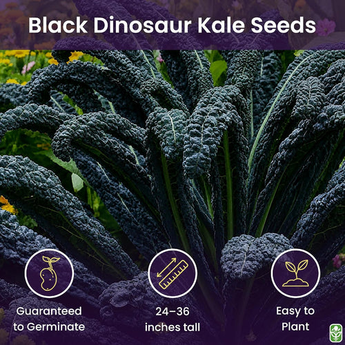 Black Magic Dinosaur Kale Seeds - 2 Feet Long Leaves - Approximately 500 Seeds