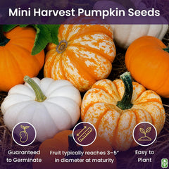 Mini Harvest Pumpkin Seeds - Approximately 30 Seeds