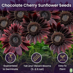 Chocolate Cherry Sunflower Seeds to Plant - Heirloom & Non-GMO - Package 50