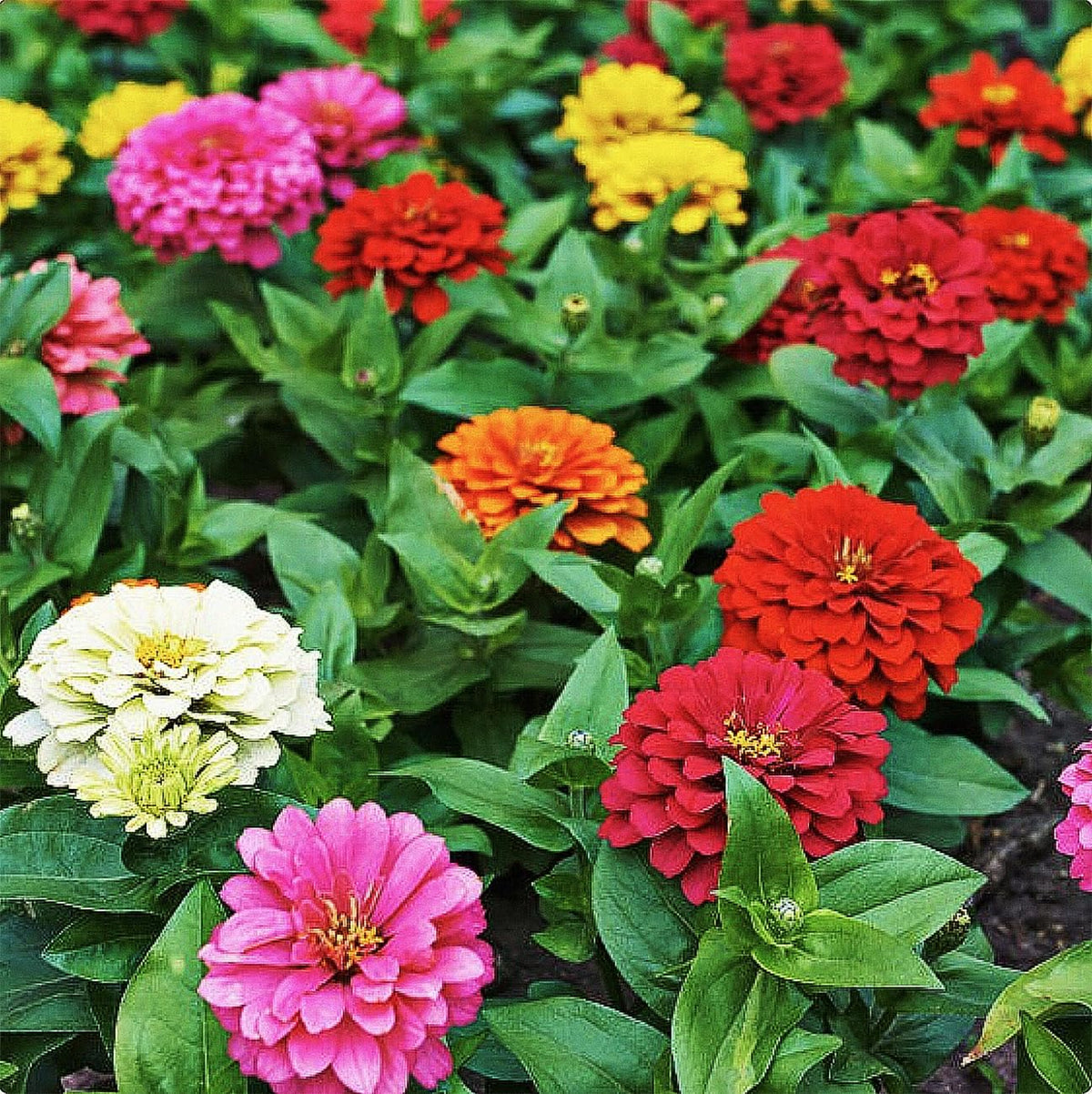 Mixed Zinnia Seeds for Planting Outdoors - 300 Fresh Seeds