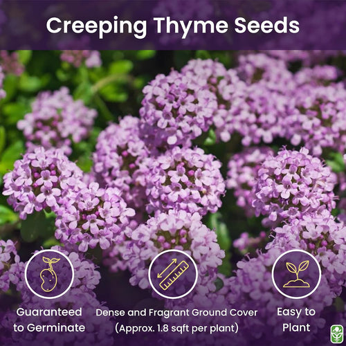 Creeping Thyme Seeds - Dense Ground Cover for Landscaping - 8,000+ Seeds